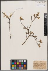 Salix aurita L. x Salix starkeana Willd.